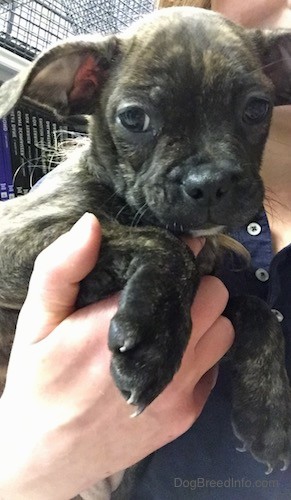 A small brown brindle wrinkly little puppy with extra folds on his face, dark almond shaped eyes, a black nose, and ears that stand out to the sides like a Gremlin being held in the arms of a person in a blue shirt.